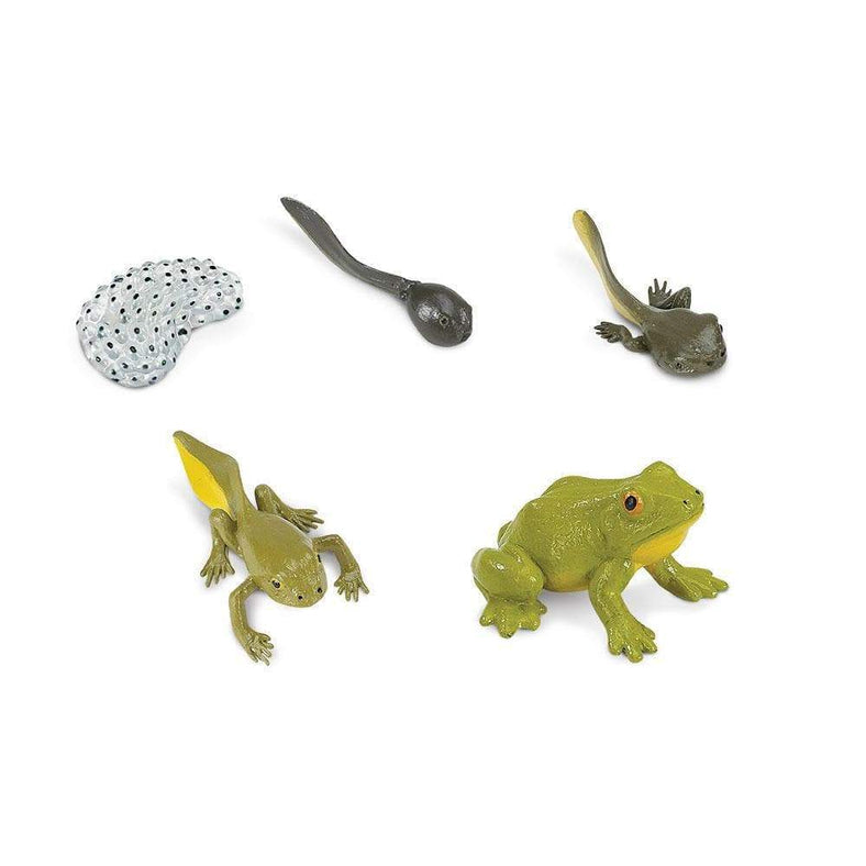 Lebenszyklus Frosch