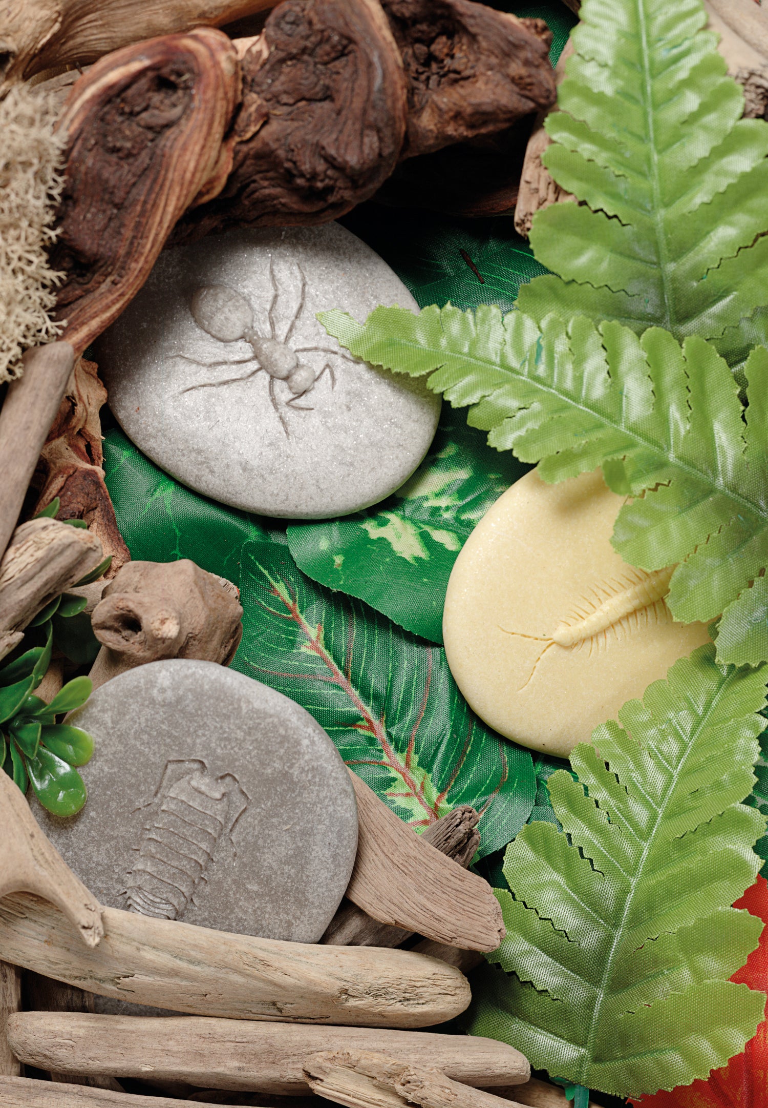 Lasst uns untersuchen | Insekten