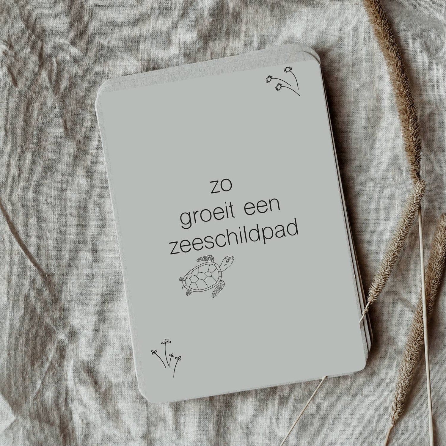 Lebenszyklus-Karteikarten Meeresschildkröte - Lernspielzeug