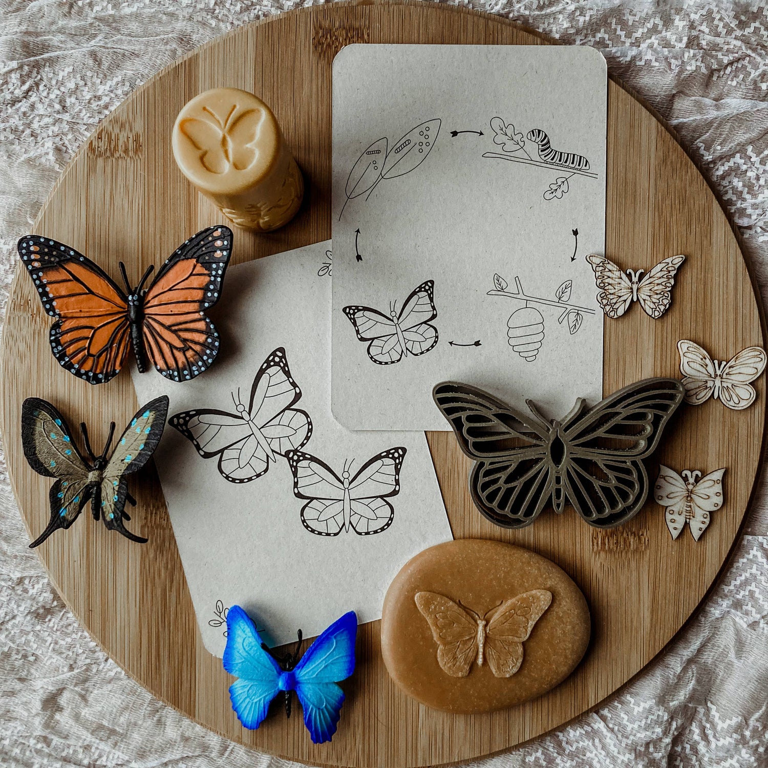 Lebenszyklus-Karteikarten Schmetterling - Lernspielzeug