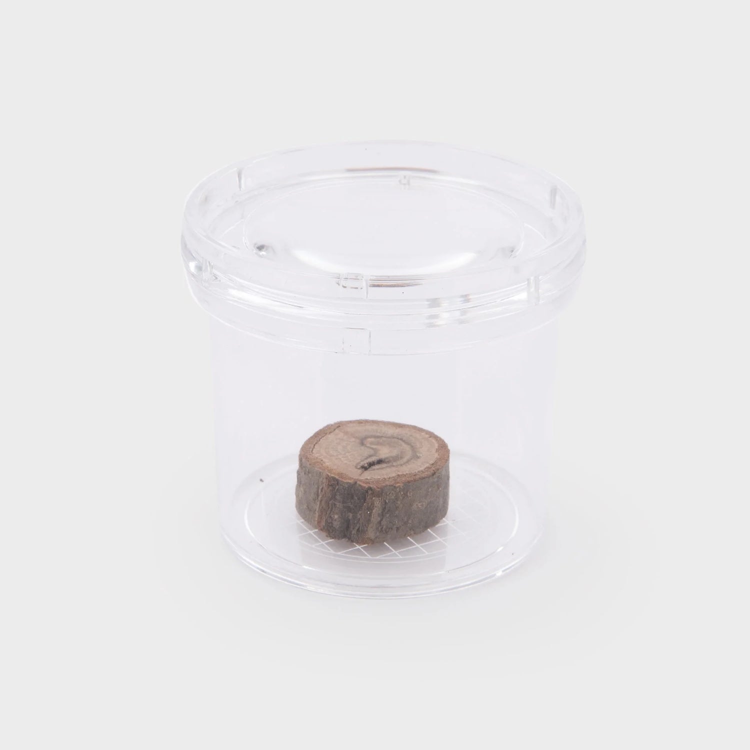 Transparentes Insektenglas