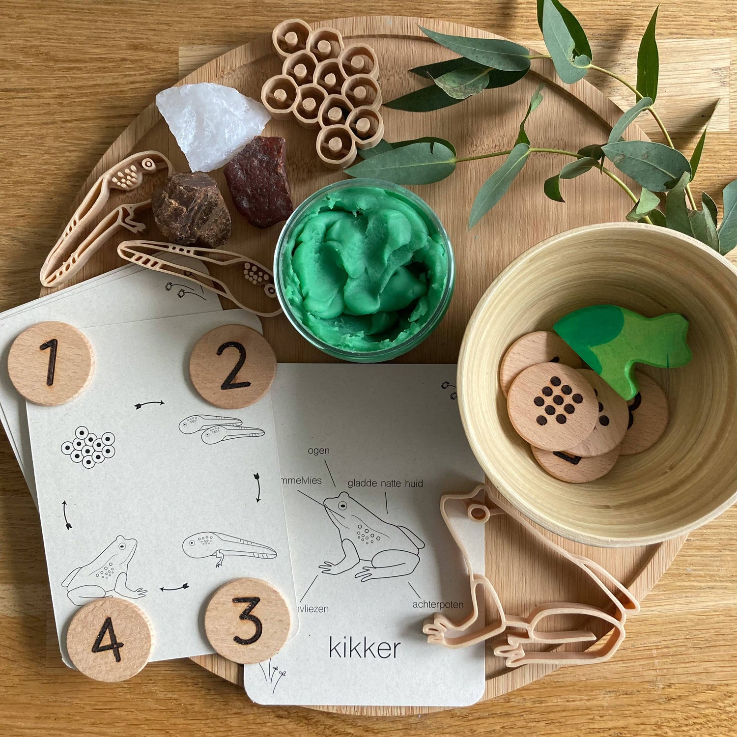 Lebenszyklus-Karteikarten Frosch - Lernspielzeug