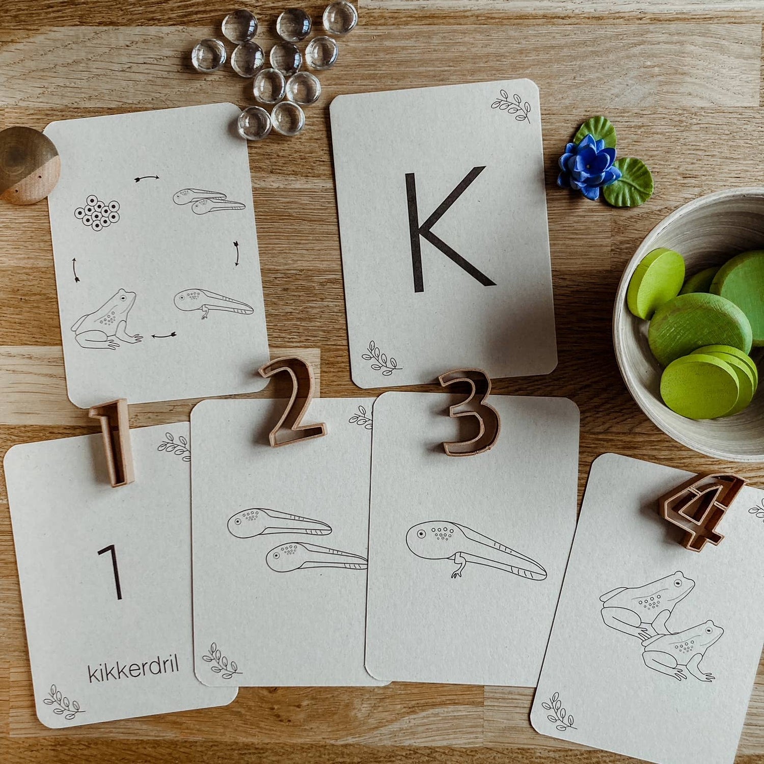 Lebenszyklus-Karteikarten Frosch - Lernspielzeug