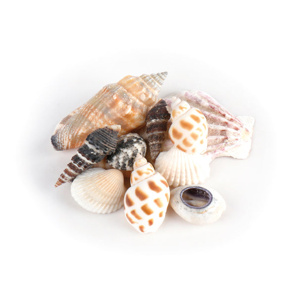 Muscheln in einer Tüte